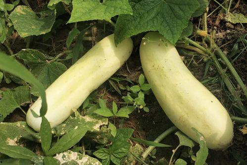 吃白皮瓜拉稀,探究饮食与健康的关系