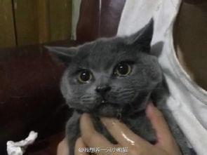 吃瓜吃猫,一场跨界美食盛宴