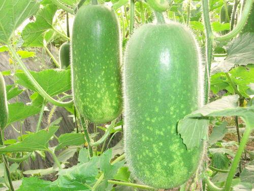 内娱吃瓜316,揭秘316吃瓜事件背后的真相