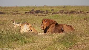 黑贝瓜怎么吃,探索美味与营养的完美结合