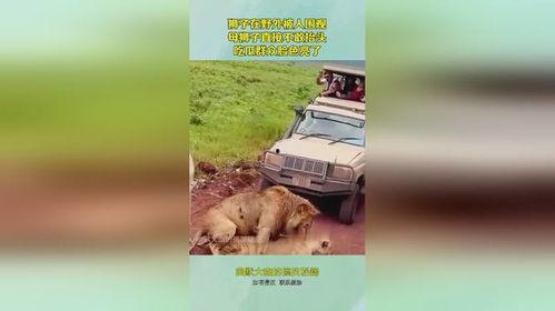 狮子吃瓜,揭秘动物界的“美食家”