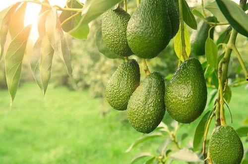 吊瓜不老怎么吃,美味养生两不误——吊瓜不老食谱大揭秘